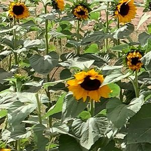 Meet your Posher, Huck